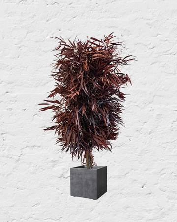 Árbol Eucalipto Nicoly Rojo
