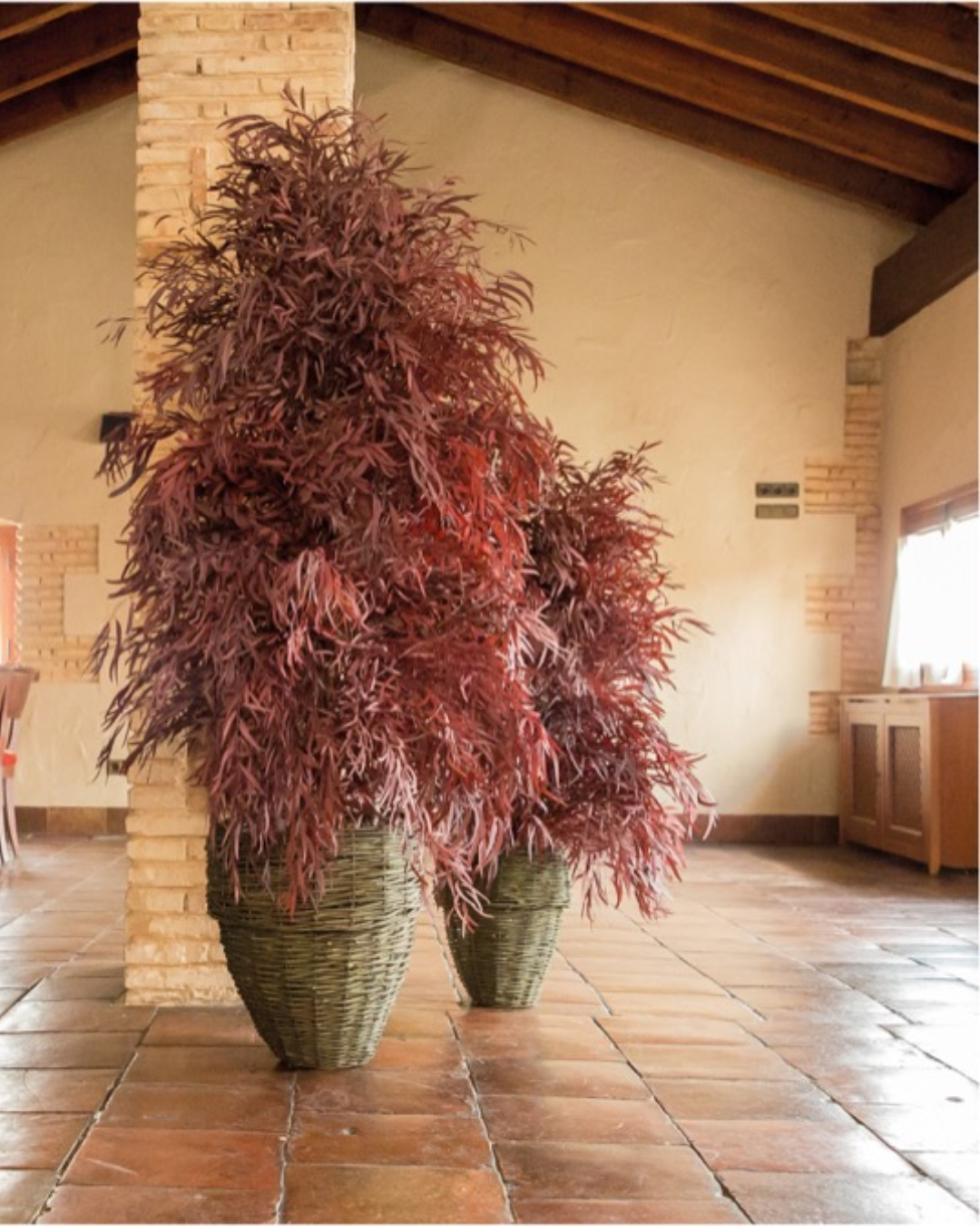 Árbol Eucalipto Nicoly Rojo
