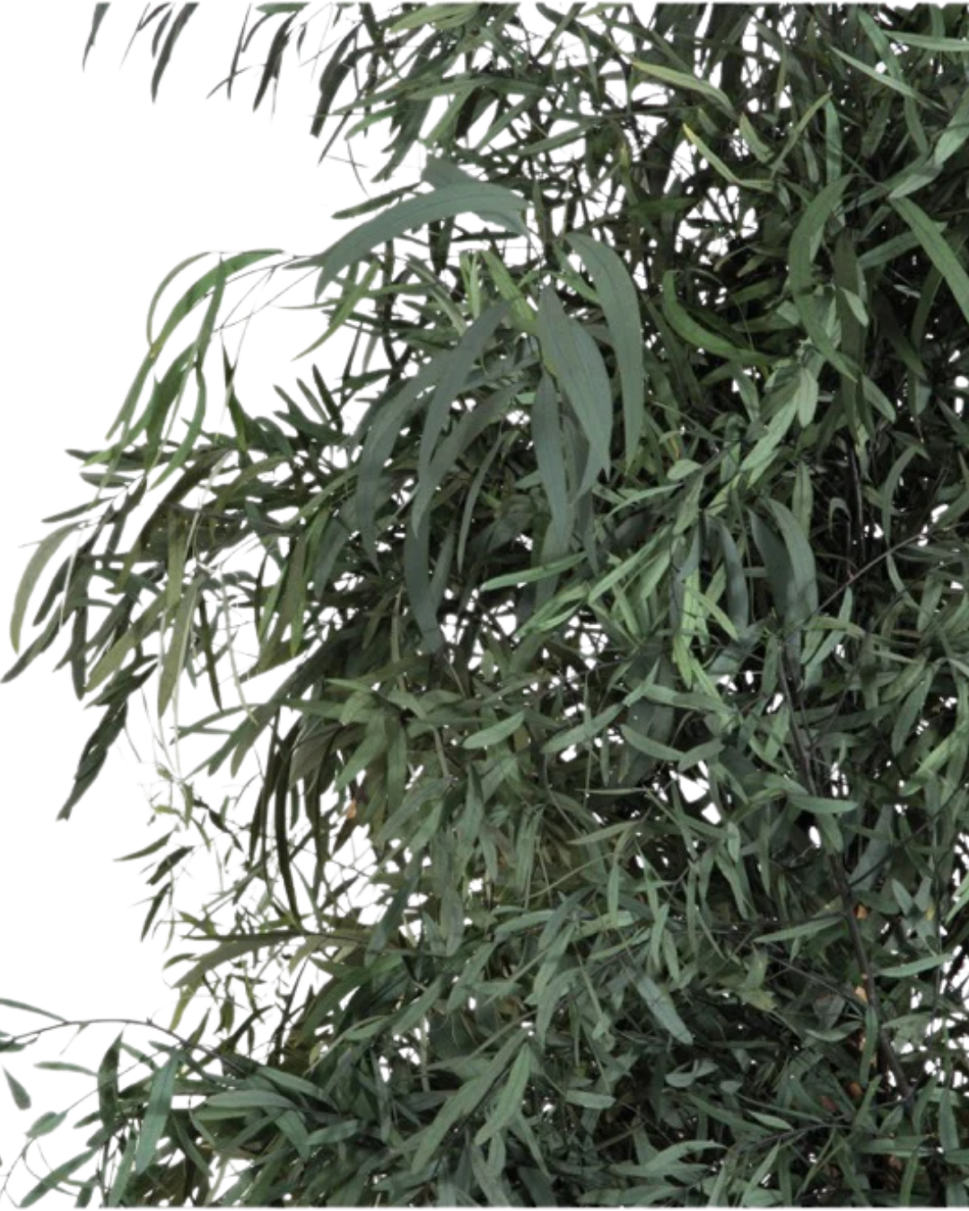 Árbol Eucalipto Nicoly Verde