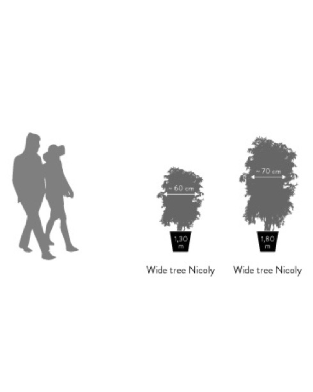 Árbol Eucalipto Nicoly Verde