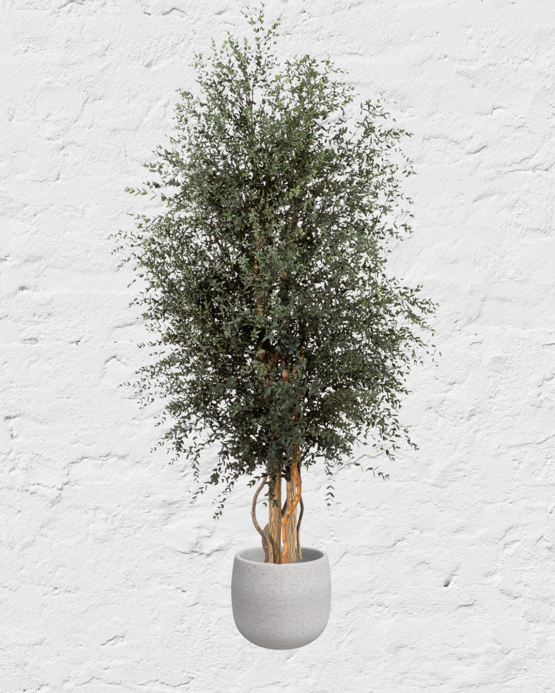 Árbol Eucalipto Parvifolia