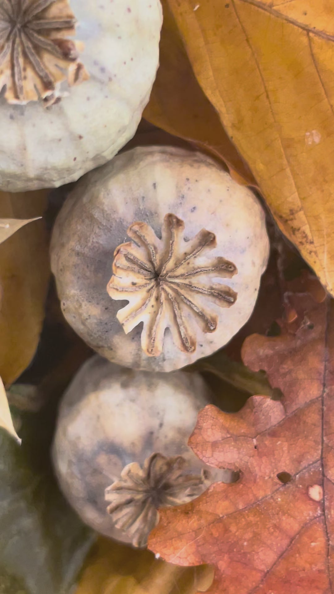 Corona Otoño